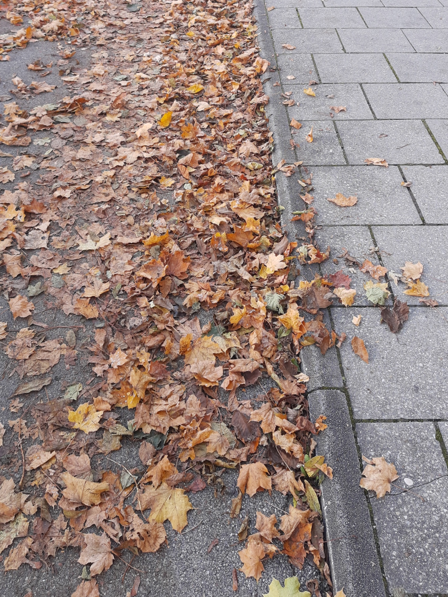 pavement and leaves