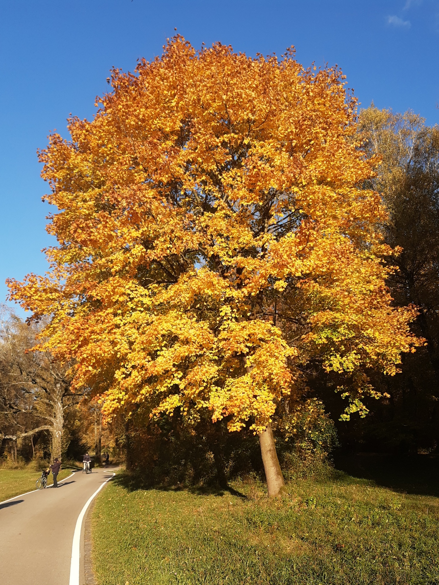 colorful tree next to a bikelane