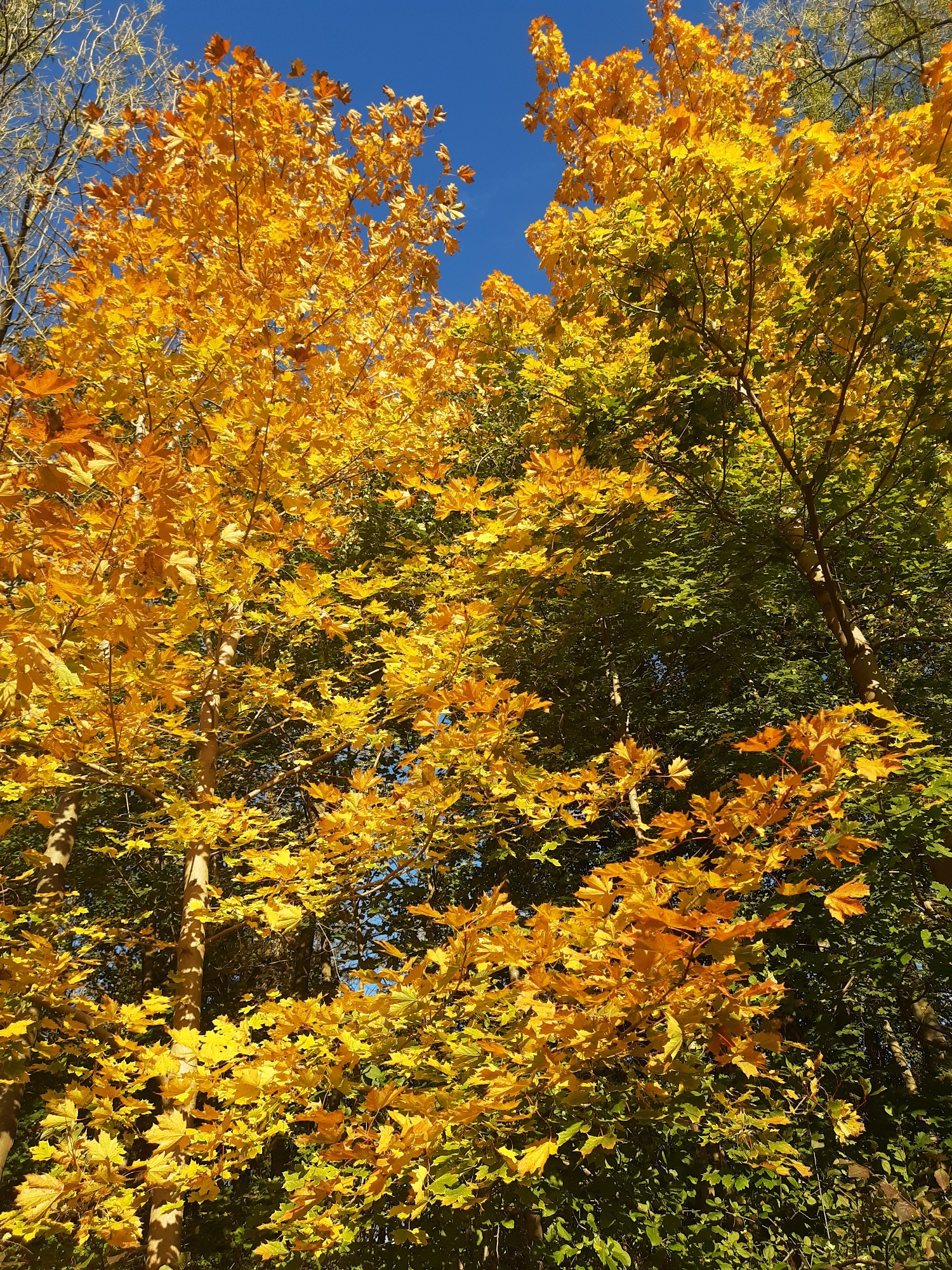 colorful leaves