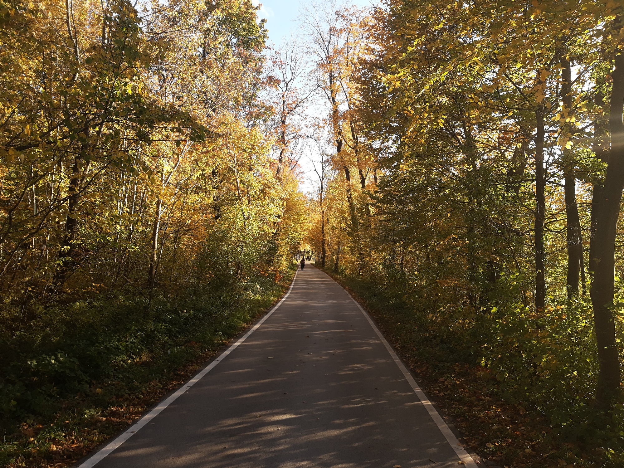 bicycle track between trees