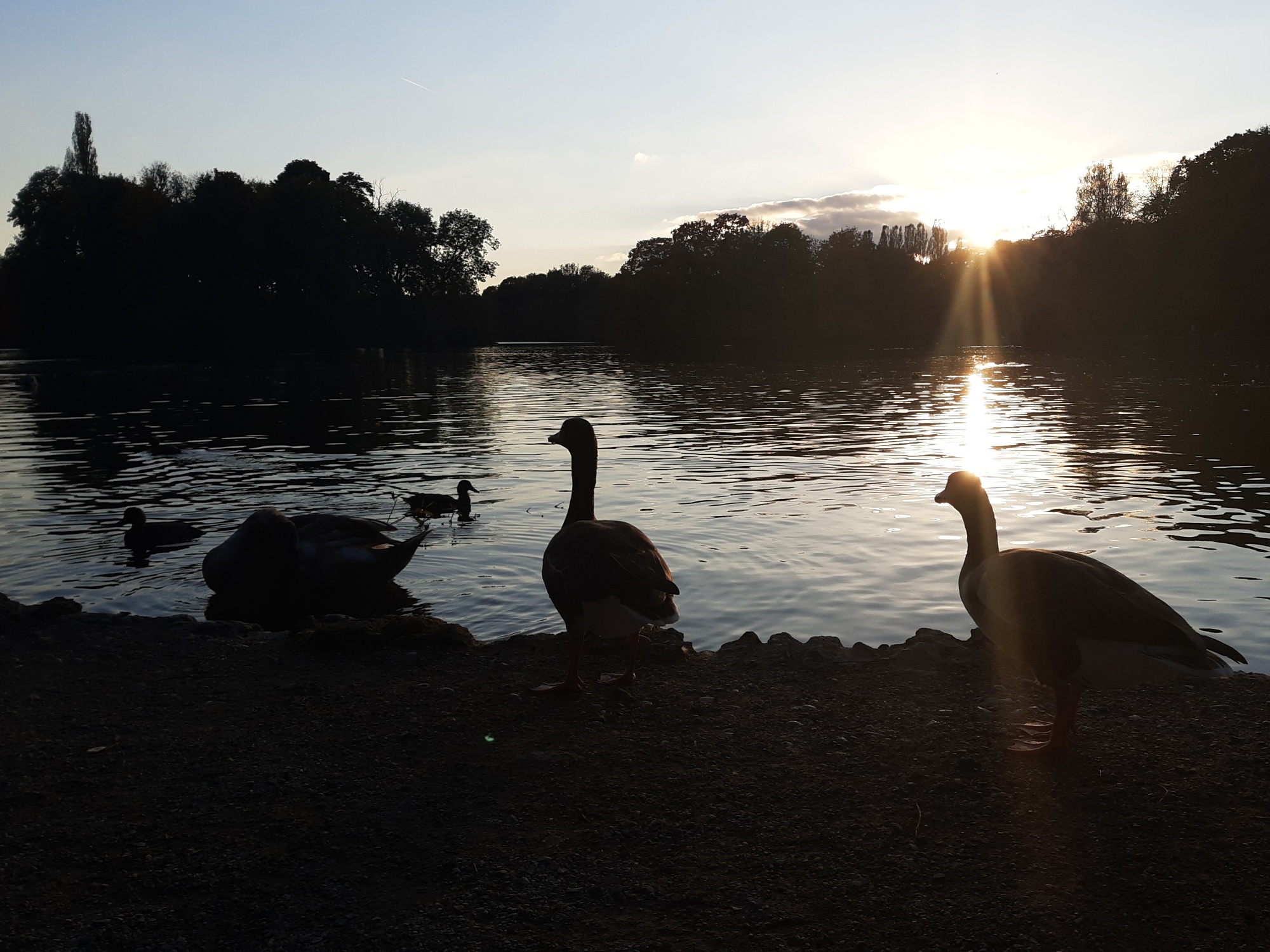 water birds in front of sunset